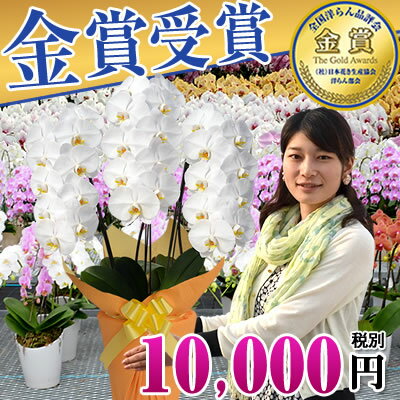 胡蝶蘭 30輪〜 白大輪 10,000円ボリュームアップ！9/9まで。選べる10色 胡蝶蘭 3本立ち 大輪(24〜30輪) あす楽 送料無料 【海老名洋蘭園 らん 花 敬老の日 還暦 胡蝶蘭 お祝い 胡蝶蘭 開店祝い 胡蝶蘭 価格 値段 移転 育て方 枕花】