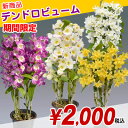 3月22日まで期間限定新商品デンドロビューム通常3,500円→2,000円早い者勝ち!!デンドロビュームはランの仲間で、管理が簡単で育てやすいお花です。初めての方でも楽しめます。