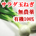 厳選！無農薬【葉つきサラダたまねぎ・サラダ玉ねぎ】16本セット甘みたっぷり、天草市の井上さ…...:eco-harmony:10000003