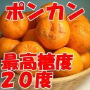 訳あり自家用【減農薬ポンカン】S 小玉 約5Kg（40〜50玉前後）驚異の●最高糖度20度土佐文旦同梱可高知県・沢村さんが減農薬栽培！