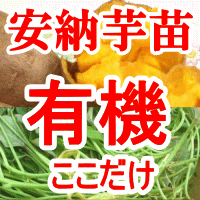 苗♪有機栽培用サツマイモ極上【有機安納芋の苗】100本日本でここだけ【有機JAS】坂出市/宮下泰典さんが無農薬・有機栽培！さつまいもの苗【2sp_120314_b】