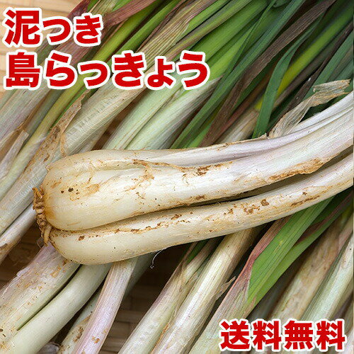 島<strong>らっきょう</strong>沖縄県産1kg 送料無料！2kgご購入で更に200gオマケで合計2.2kg！ 沖縄野菜(<strong>らっきょう</strong> 生 国産) 天ぷらや漬物、ビールのお供に美味しい島<strong>らっきょう</strong>をお取り寄せ【沖縄】 ｜野菜 ｜(rakkyo_2)