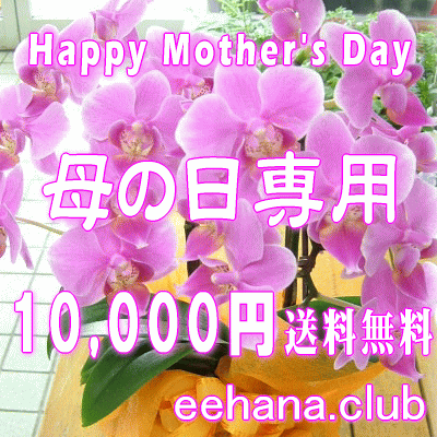 ѡޤեMama'sFlower10,000ߡ̵ۡڥ󥸡«ȭʪץꥶ֥ɥե