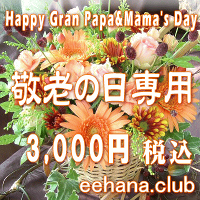 Ϸѡǥʡˤޤե3,000ߡǹͥåò