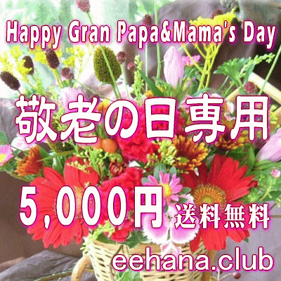 敬老の日専用デザイナーにおまかせフラワー★5000円【送料無料】ネット特価！【メッセージカード付き】【楽ギフ_メッセ】