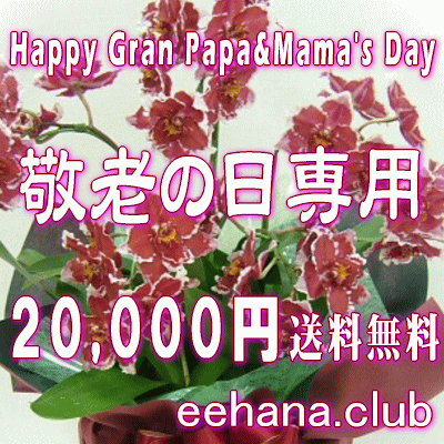 Ϸѡǥʡˤޤե20,000ߡ̵ۡۥͥåò