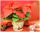 Xmasポインセチア【バケツ】