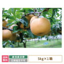 福島県産 梨 5kg (14個入)贈答用 鏡石町 *