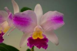 櫻井農園の農場直送C. Candy Tuft ×　Blc. Don De Michaels (No85)