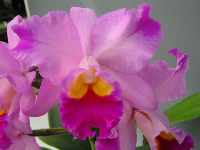 櫻井農園の農場直送C. Candy Tuft ×　Blc. Don De Michaels (No255)