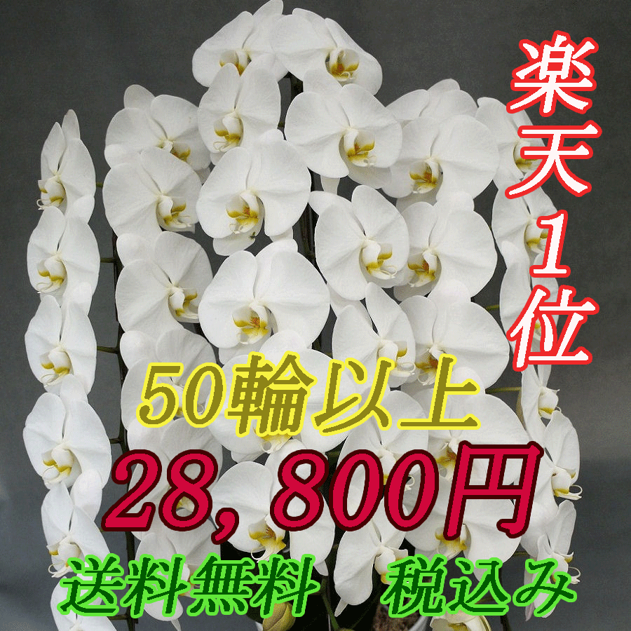 胡蝶蘭　3本立ち　白　大輪50輪以上【送料無料　税込みで28800円！楽天1位獲得！！】 …...:elegant-flower:10000504