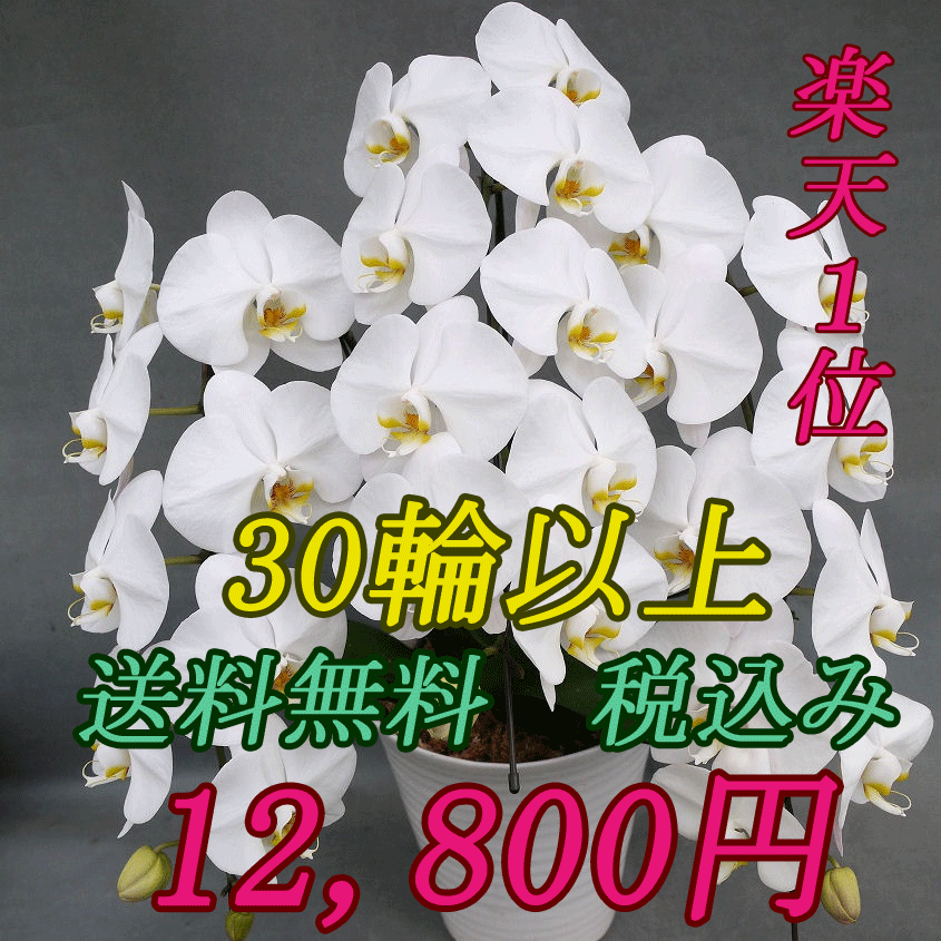 【当店こだわりの洋蘭　胡蝶蘭　3本立ち　大輪30輪以上　送料無料　税込みで12800円！！…...:elegant-flower:10000218