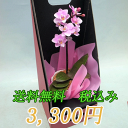 マイクロ胡蝶蘭 ピンク,、赤系 1本立ち 蘭 花鉢 洋蘭 洋...