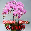 ミディ胡蝶蘭 ピンク、赤系 5号鉢 2本立ち 蘭 花鉢 洋蘭 開店 オープン 新築祝い 結婚祝い 昇進祝い お供え お祝い コチョウラン こちょうらん
