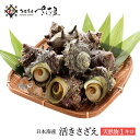 海鮮 BBQセット バーベキューセット 日本海産 天然 活さざえ 1kg 7~13粒 ガンガン焼き にもオススメ♪【冷蔵便】