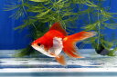 更紗琉金 1匹 金魚 Sサイズ 約3cm〜約5cm 国産 川魚 【2点以上5000円以上ご購入で送料無料】