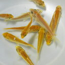 錦鯉 稚魚 光物MIX 黄金 50匹 約2cm〜4cm 生体 川魚 【2点以上5000円以上ご購入で送料無料】