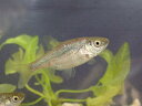 希少個体 奈良県産 天然 カワバタモロコ 3匹+死着1匹 川魚 【2点以上5000円以上ご購入で送料無料】