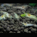 数量限定 ミナミヌマエビ100匹 エビ 飼育用・餌用にも! 川魚 【2点以上5000円以上ご購入で送料無料】