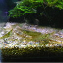【数量限定】ミナミヌマエビ 50匹 エビ 飼育用・餌用にも! 川魚 【2点以上5000円以上ご購入で送料無料】