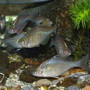 タイリクバラタナゴ 5匹 L 約4cm〜6cm タナゴ 川魚 【2点以上5000円以上ご購入で送料無料】