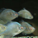 タイリクバラタナゴ 5匹 S〜M 約2cm〜4cm タナゴ 川魚 【2点以上5000円以上ご購入で送料無料】