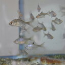 タイリクバラタナゴ 10匹 S〜M 約2cm〜4cm タナゴ 川魚 【2点以上5000円以上ご購入で送料無料】