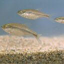 希少個体 奈良県産 天然 カワバタモロコ 5匹+死着1匹 川魚 【2点以上5000円以上ご購入で送料無料】