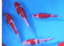 お任せ!錦鯉 紅白 1匹 ニシキゴイ 鯉 色鯉 16cm〜20cm前後 生体【2点以上5000円以上ご購入で送料無料】