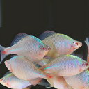 タイリクバラタナゴ 5匹 LL 約6cm〜8cm 特大 タナゴ 川魚 【2点以上5000円以上ご購入で送料無料】