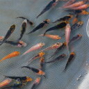 錦鯉 稚魚MIX 50匹 2cm〜5cm 紅白 大正三色 昭和三色 50匹 生体 川魚 【2点以上5000円以上ご購入で送料無料】