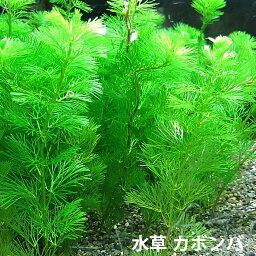 水草 カボンバ　金魚藻　＜10本＞<strong>メダカ</strong> カモンバ 【定形外送料無料】