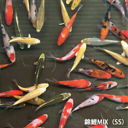 <strong>錦鯉</strong>MIX（SS）10匹　約7cm〜10cm前後　ニシキゴイ 紅白　昭和三色　光物　銀鱗　ドイツ　白写り　べっ甲　秋翠　山吹黄金　松葉　<strong>生体</strong> 川魚