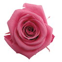 【マテリアル お花 花 材料 花材】全品30%OFFFL メディアナローズ 8輪 FL0300-22 ニューヨークピンク <1箱入り>