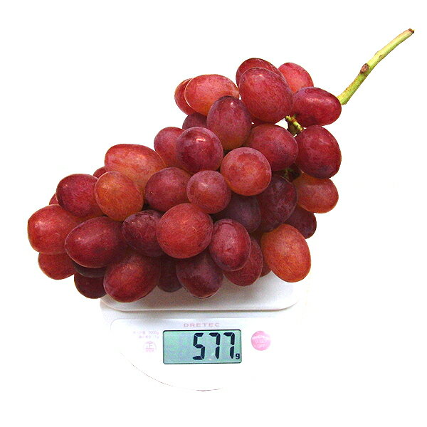 『ルーベルシャイン 約450g～約550g×1房』 【送料無料】【ブドウ】【赤ぶどう】【ギフト】【楽ギフ_のし】【秋の味覚】【ハロウィン】