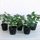 観葉植物/コーヒーの木3号ポット苗5株セット