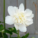 シュウメイギク（秋明菊）：白花八重5号鉢植え