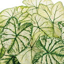 観葉植物/ガーデンカラジウム：ハートトゥハート スノードリフト5号鉢植え