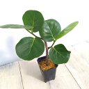 観葉植物/シーグレープ コンパクタ 2号