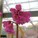山野草の苗/ヒマラヤユキノシタ:赤花3号ポット...