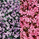 芝桜(シバザクラ):2色4株セット(ダニエルクッション2株とエメラルドクッションブルー2株)