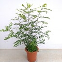 観葉植物/シマトネリコ7号鉢入り