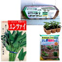 春まき種の苗つくりセット:エンサイ(空芯菜)