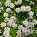 草花の苗/屋上緑化用イワダレソウ:クラピアK5 3号ポット 20株セット