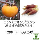 果樹の苗/コンパニオンプランツ栽培セット:カキ(柿):フユウ(富有)とみょうが苗のセット
