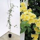 バラの苗/長尺つるもの:モッコウバラ黄花八重5号ポット長さ1...