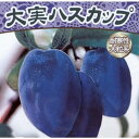 果樹の苗/大実ハスカップ(ハニーベリー)4.5号ポット