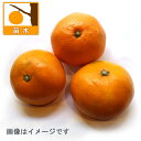 果樹の苗/温州みかん:南柑20号(温州)4.5号ポット