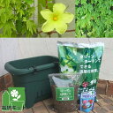 野菜の苗/小さな緑のカーテン栽培セット(底面給水機能付き):あばしゴーヤ(苦瓜・ニガウリ)*