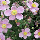 草花の苗/シュウメイギク(秋明菊):桃一重花3号ポット2株セット